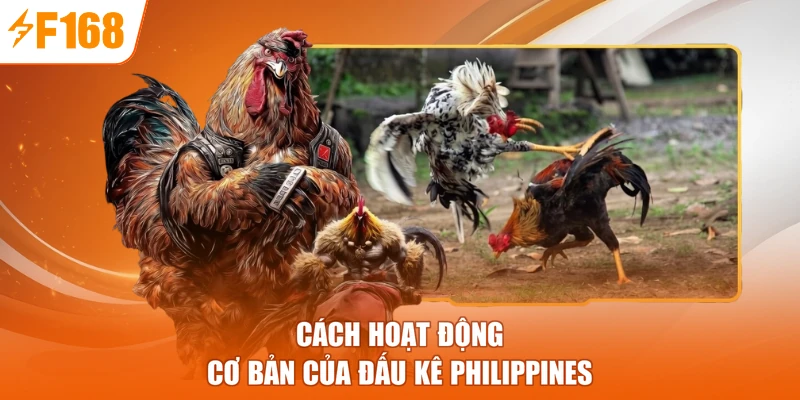 Cách hoạt động cơ bản của đấu kê Philippines